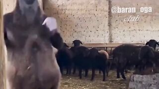 Goat fighting 2