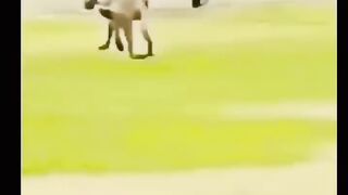 Funny videos