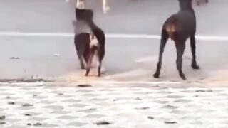 Funny videos