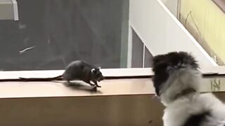 These Cute, Funny Dogs Will Instantly Make Your Day