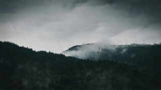 melancholic forest