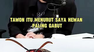 Dokter Tirta : Tawon itu hewan paling gabut   #tawon #drtirtapengpeng #doktertirta
