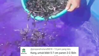 Tebar 5-7cm PANEN 2-2,5 bulan❗Apakah BISA❓