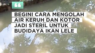 Cara mengolah air KERUH dan BUTEK jadi BENING dan STERIL untuk budidaya lele