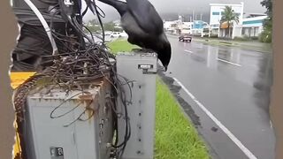 electric shock crow