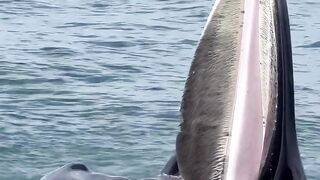 Bryde's Whales