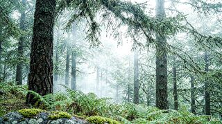 Rainforest ASMR is an immersive audio experience that captures the soothing atmosphere of a tropical jungle during rainfall.
