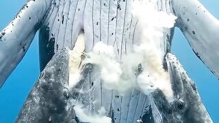 You didn’t know this about whales… ????