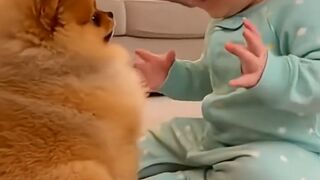 Fluffy Puppy Talks to Baby Girl ????????_ Cutest Baby