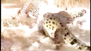 Waterhole Battle Crocodile Vs. Thirsty Jaguar #wildlife #animals #crocodile #jaguar #leopard