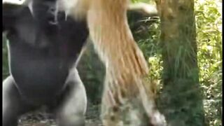 Silverback Gorilla Stands Its Ground Against Leopard
