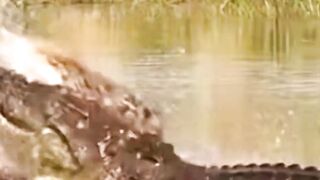 When a Crocodile Hunts a Thirsty Hyena