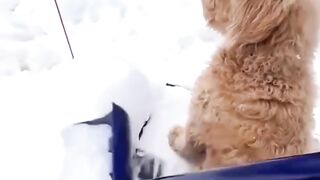 Funny Dogs in the Snow: Their Hilarious Reactions