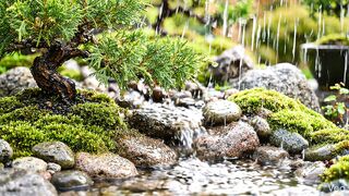 Gentle Rain on Bonsai | Relaxing Nature ASMR for Deep Sleep”