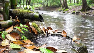 Heavy Rain by the Riverside | Small Stream Water ASMR Sounds