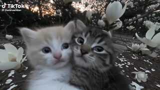 cattttttttt