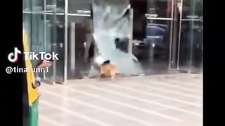 FUNNY DOG 5