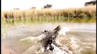 Thirsty Cheetah Faces A Hidden Crocodile