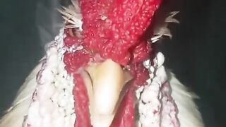 the rooster sings