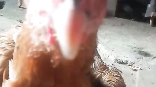 This chicken is calling you