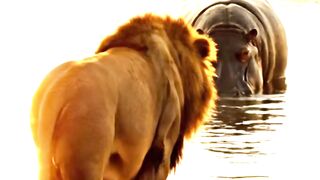 Hippo Strikes Back – Lion Meets Its Match