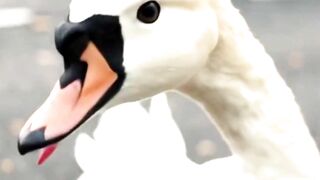 Father Swan Guards Hope After Loss