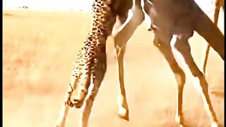 Baby Giraffe Kicks Cheetah to Save Herself #wildlife #animals #babygiraffe #cheetah #leopard