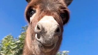 Amazing Animal Moments You Won’t Believe!