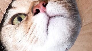 Cute Animals Doing Funny Things ????????