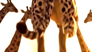 How will the giraffe deal with this mischievous Leopard? #wildlife #african #giraffe #leopard #animals