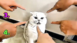 Ranking Funniest Cat Moments ????