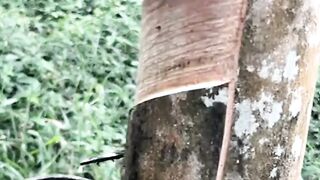 Perbaikan kulit pohon karet