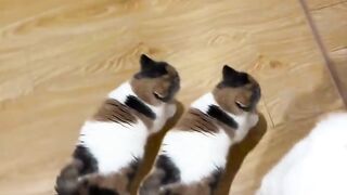 The twin cat