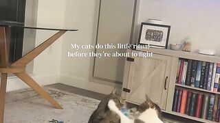 Cute cat playing together