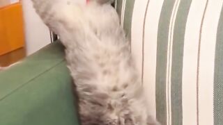 Funny Cat Videos to Brighten Your Day