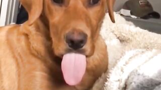 Hilarious Dog Videos: The Ultimate Mood Booster
