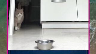 kucing lapar