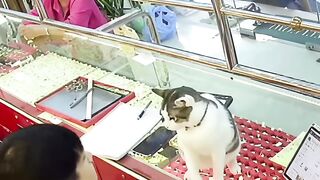 Cat core 2
