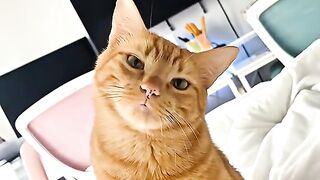Cat core 3