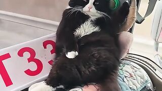 The cute cat 2