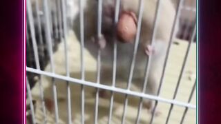 Kedua kaki jatuh dari tanah, hahaha! ????