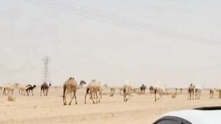Arabic country camel