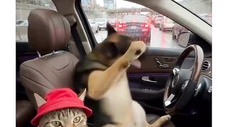 Dog dancing for Friday night