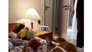 Cat and Dog scrolling at late night