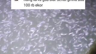 Cara ngurus 100rb ekor larva lele