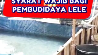 Peralatan LENGKAP syarat WAJIB bagi pembudidaya ikan lele