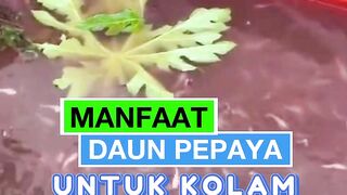 Manfaat DAUN PEPAYA untuk kolam ikan lele
