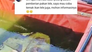 Manfaat DAUN PISANG dikolam lele yang jarang orang tahu
