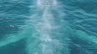 Blue whale summer 2026 begins today!