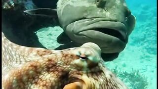 Everything Underwater